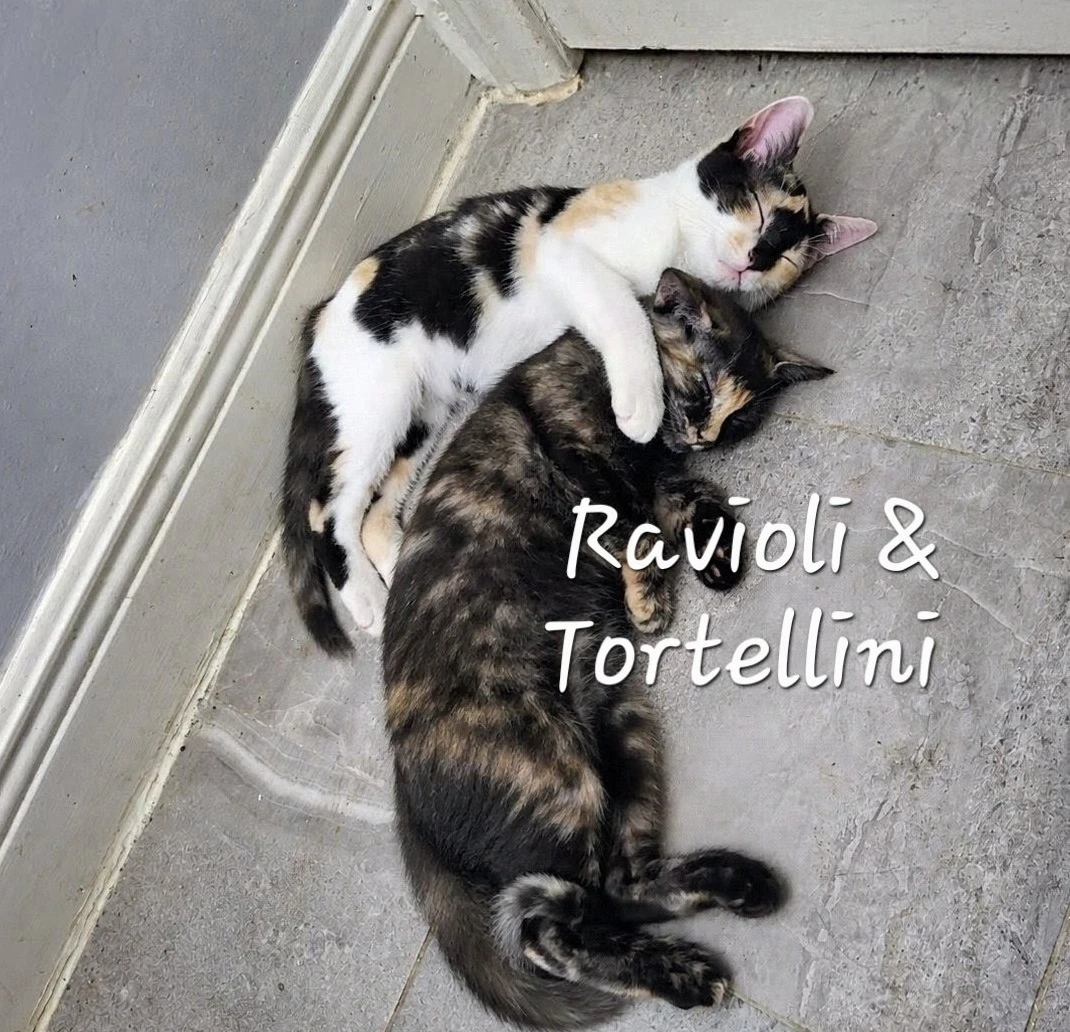 Tortellini  Ravioli Italian-Pair