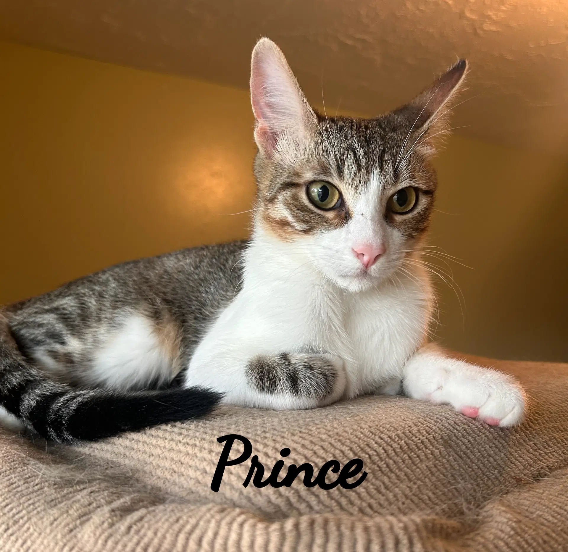 Prince Cool-Calm-Collected image 1
