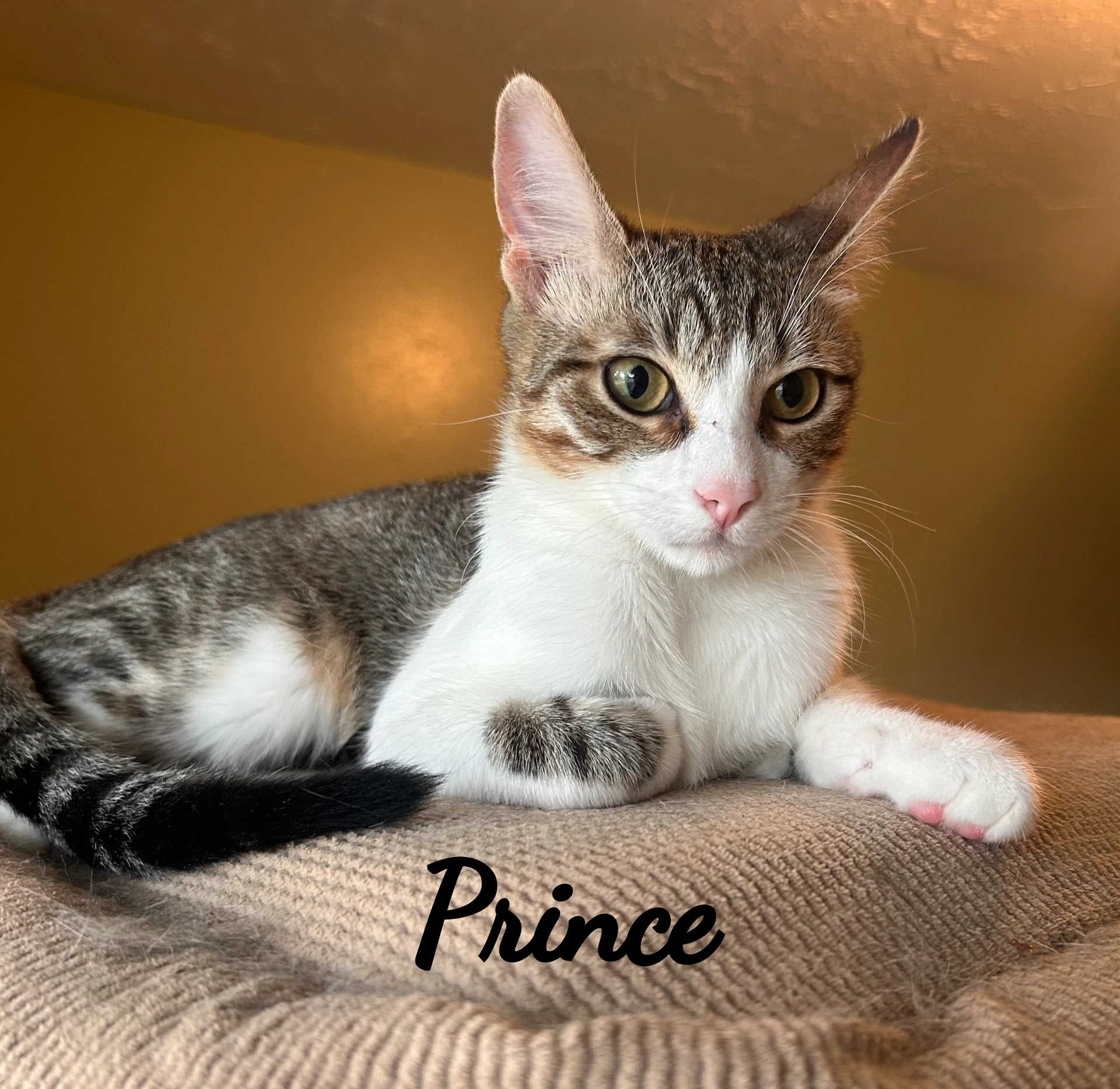 Prince Cool-Calm-Collected