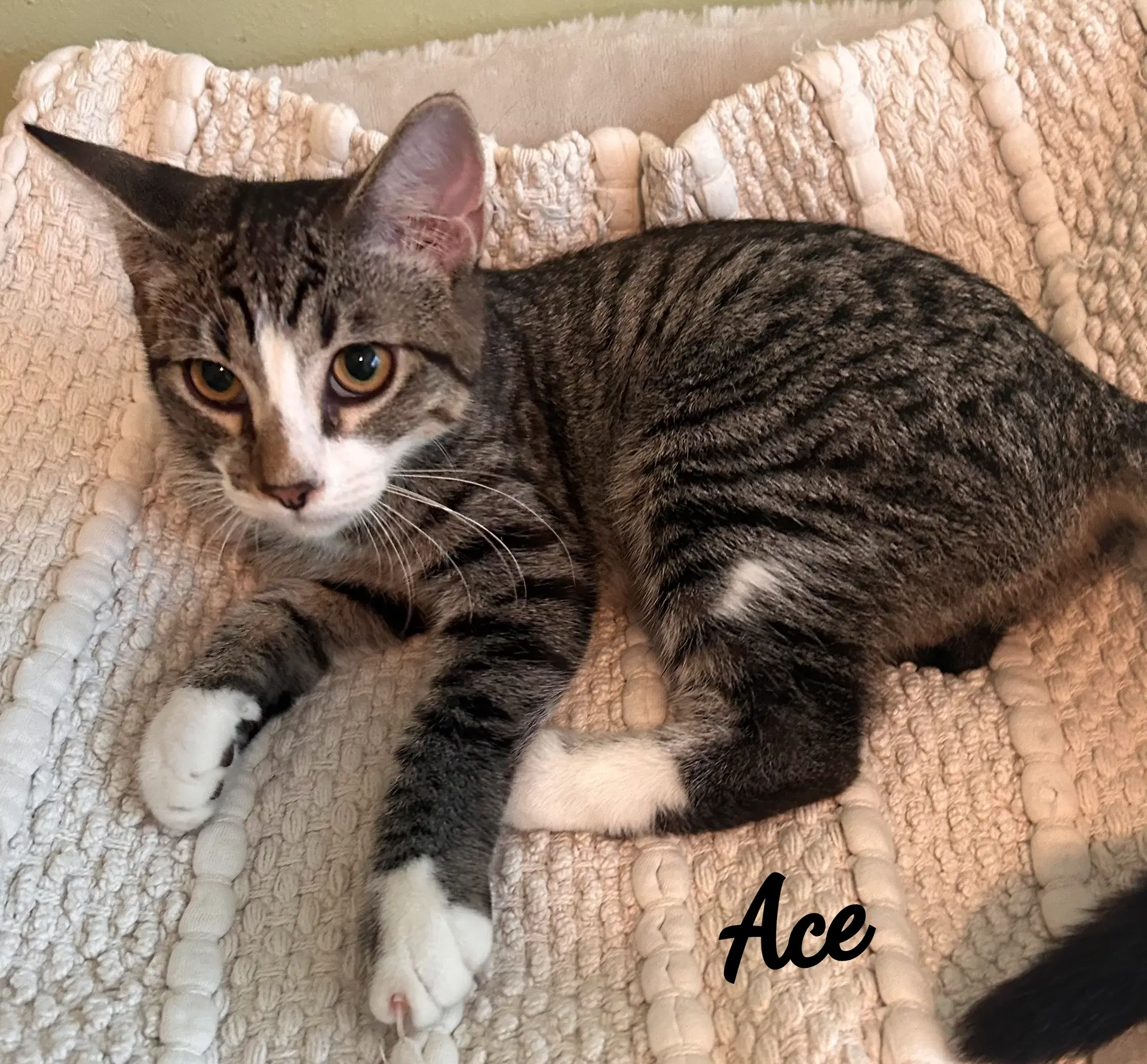 Ace Cuddly-Purrbaby - Tabby