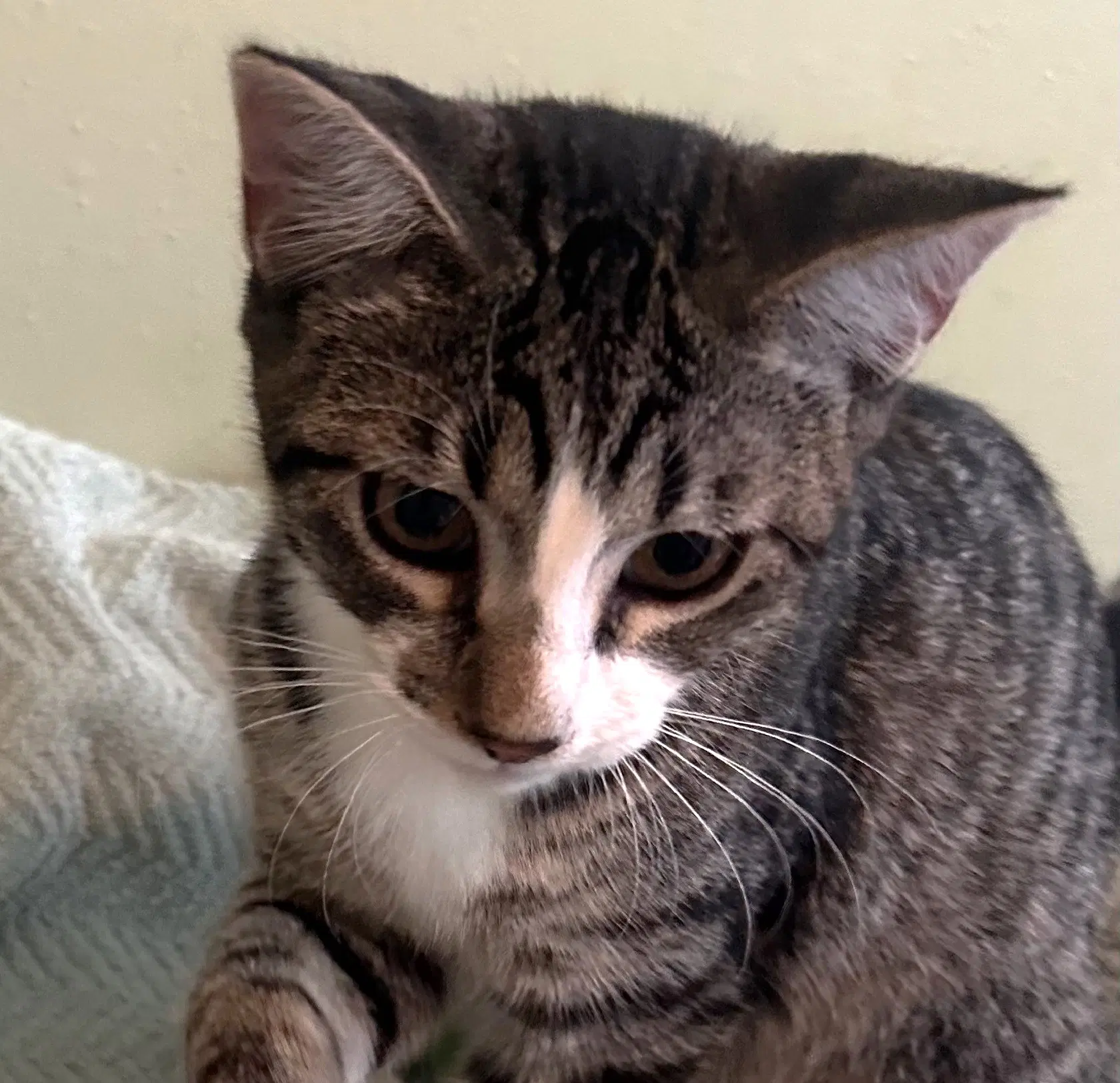 Ace Cuddly-Purrbaby image 2
