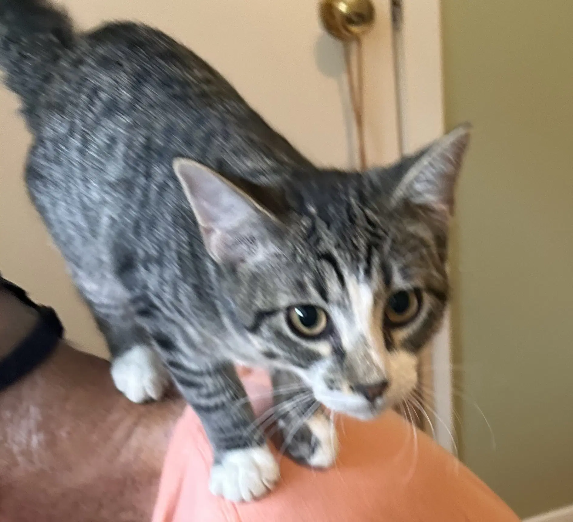 Ace Cuddly-Purrbaby image 3