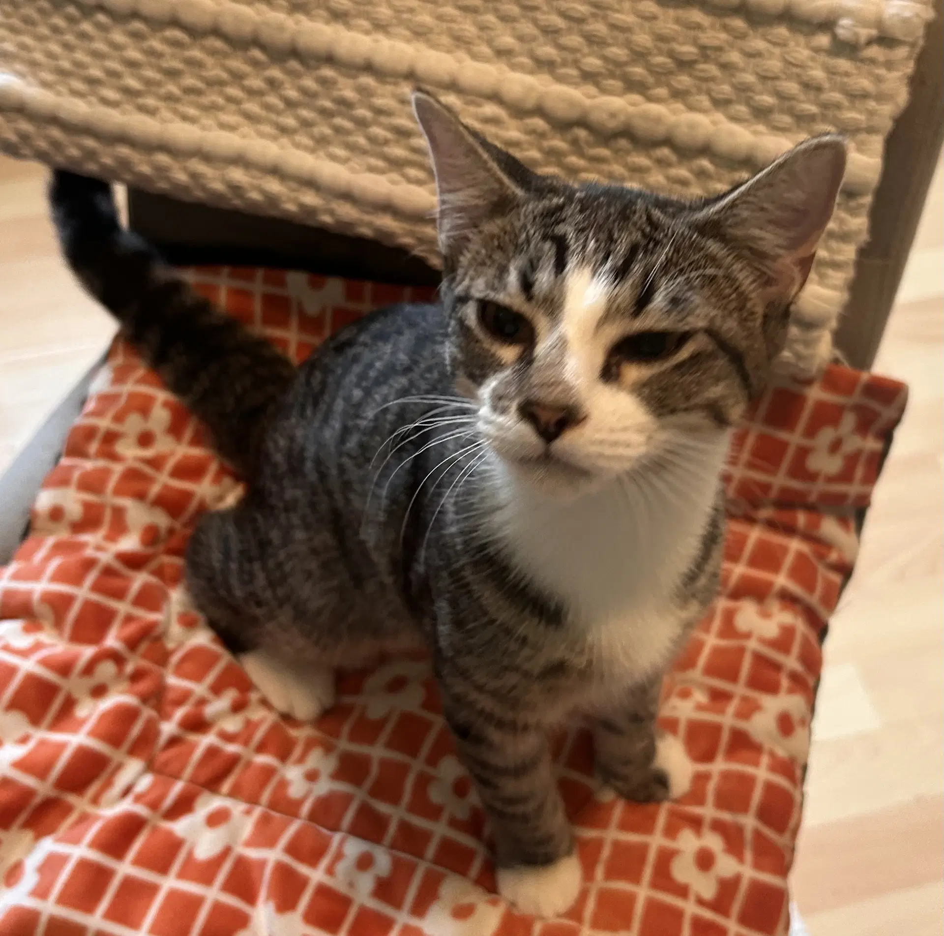 Ace Cuddly-Purrbaby image 4