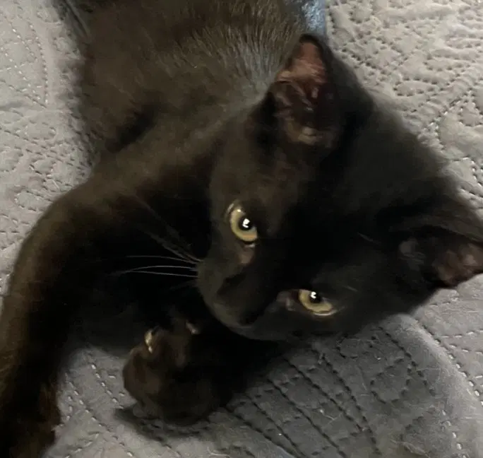 Onyx image 4