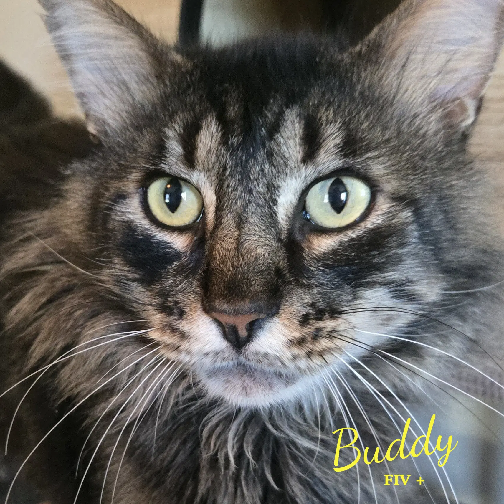 Buddy Bonded-To-Pina - Maine Coon
