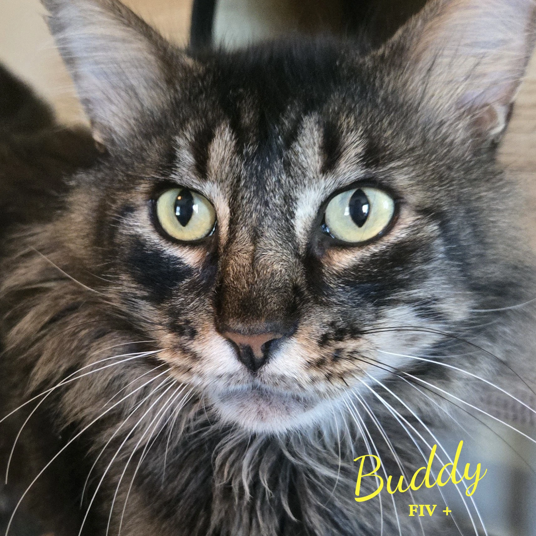 Buddy Bonded-To-Pina