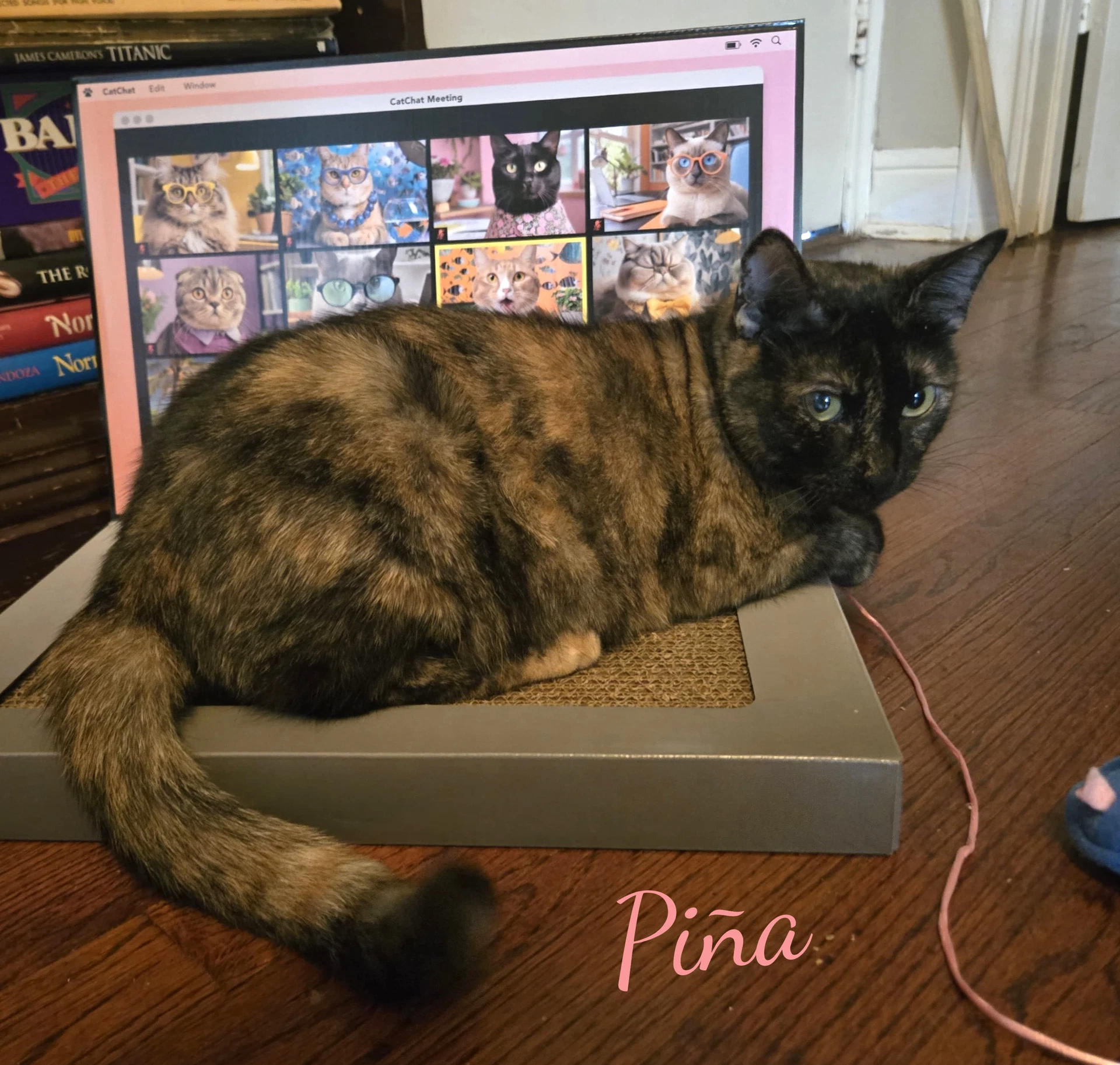 Pina Bonded-To-Buddy