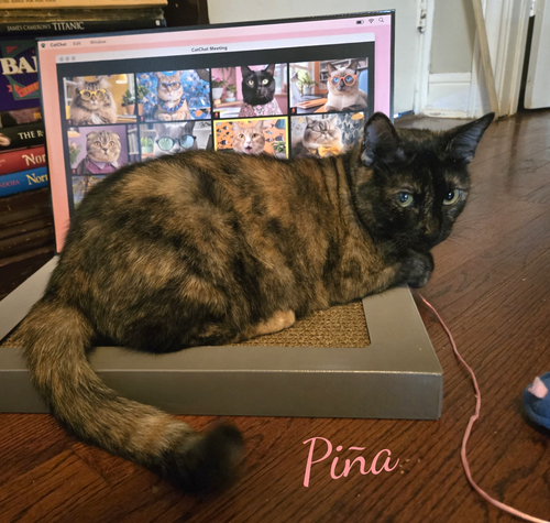 Pina #bonded-to-Buddy, a cat for adoption from HOMELESS & ORPHANED PETS ENDEAVOR