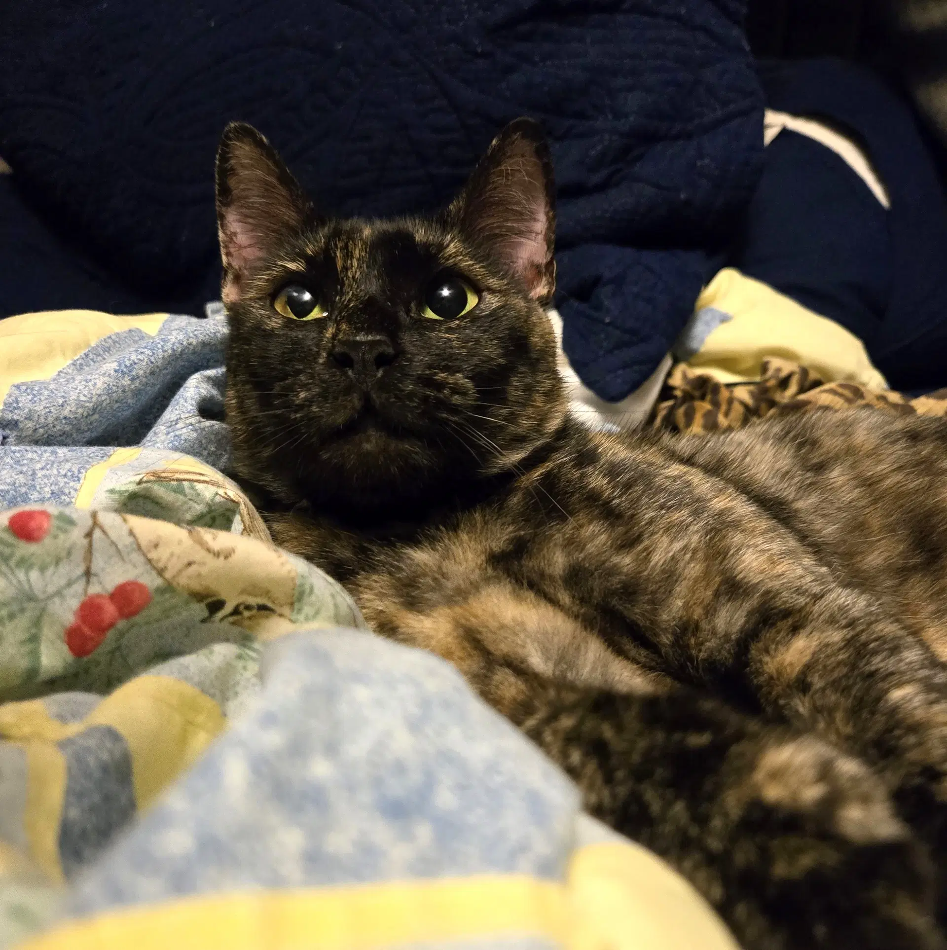 Pina Bonded-To-Buddy image 4