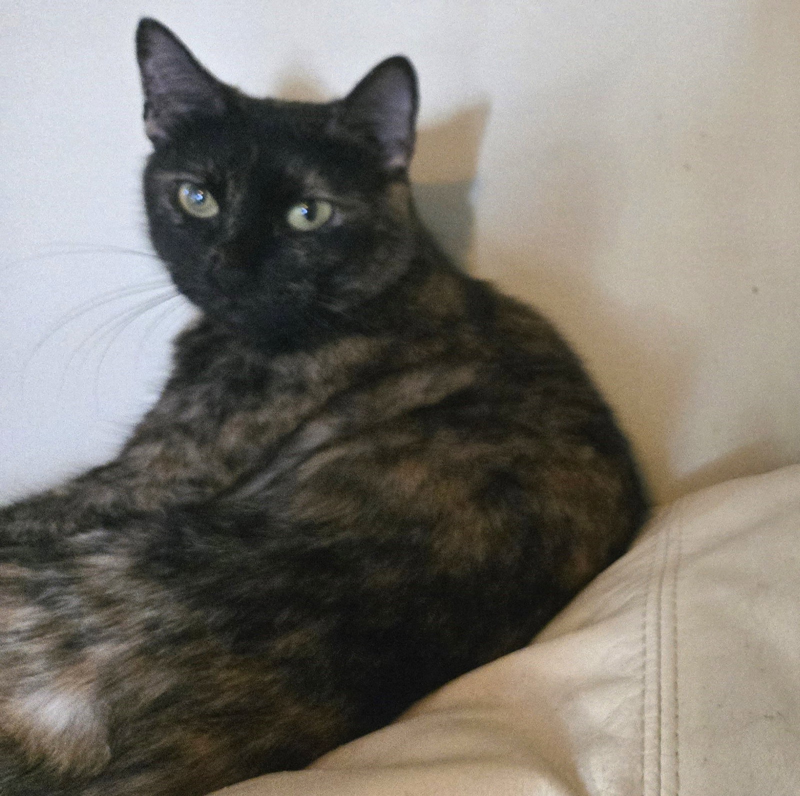 Pina #bonded-to-Buddy, photo 5