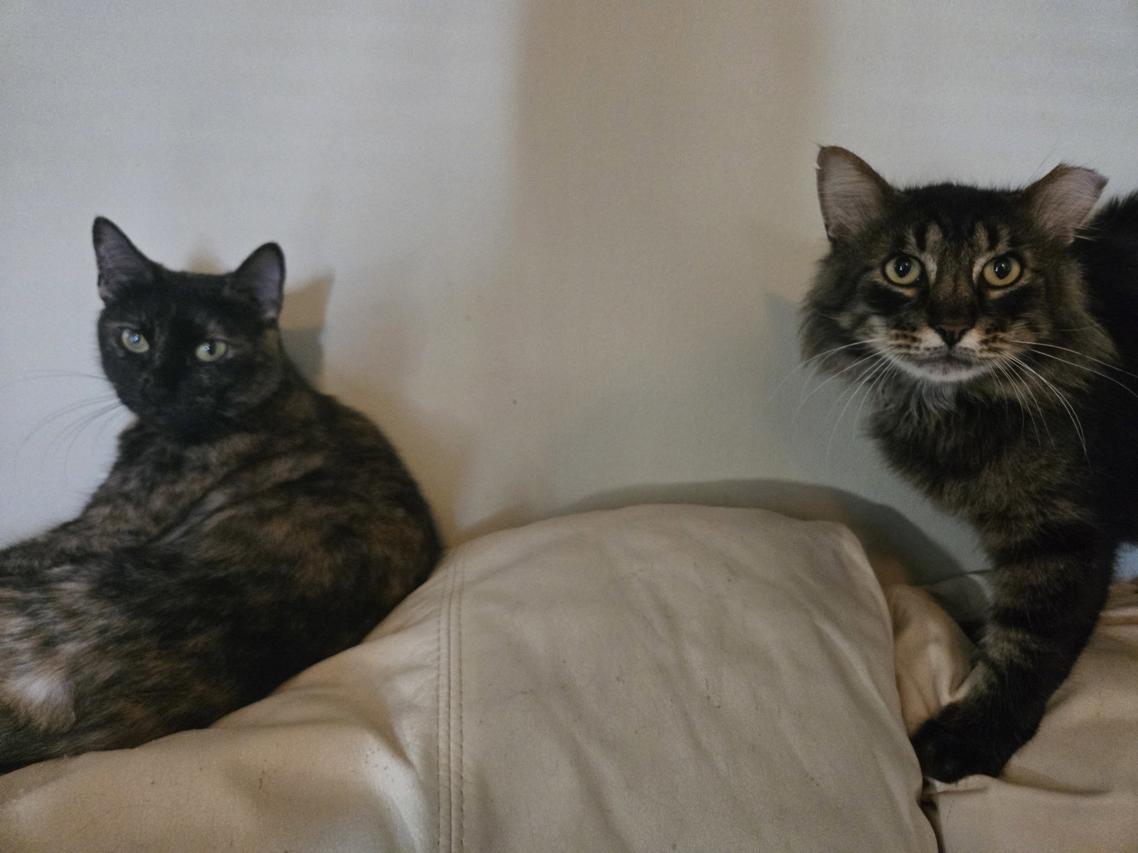 Pina #bonded-to-Buddy, photo 8