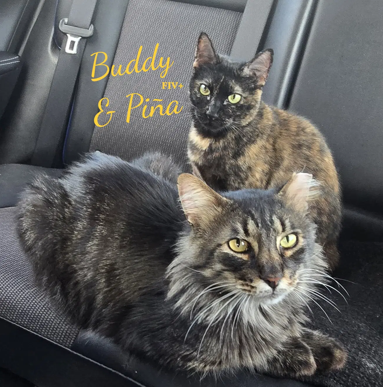 Buddy  Pina Bonded-Pair - Maine Coon