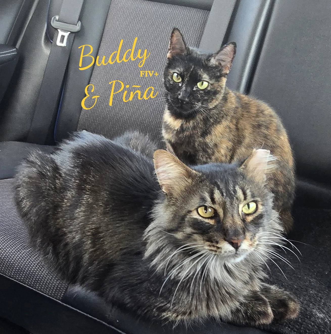 Buddy  Pina Bonded-Pair