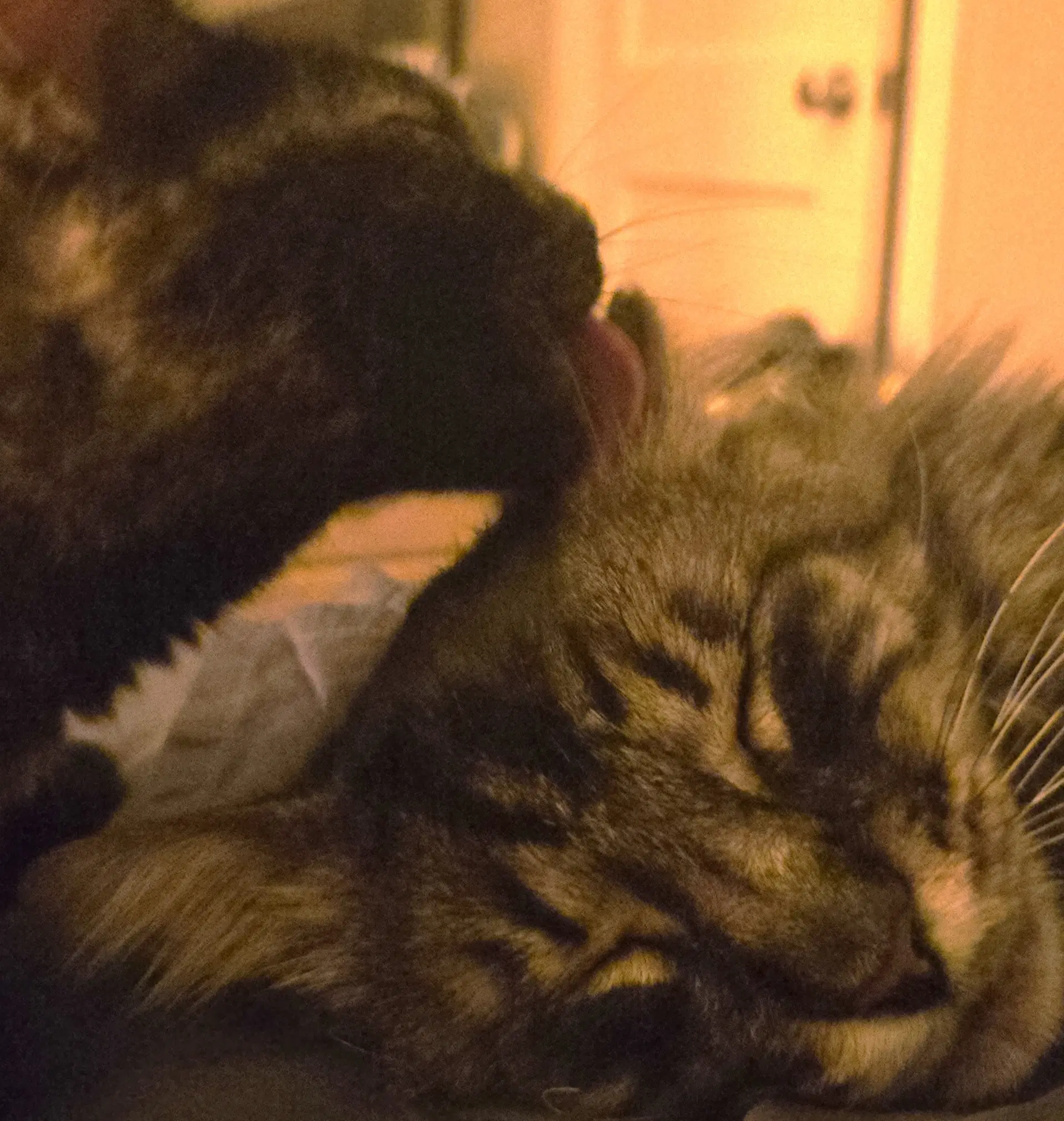 Buddy  Pina Bonded-Pair image 4