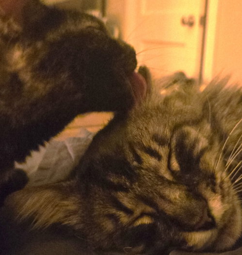 Photo 4 of Buddy & Pina #bonded-pair