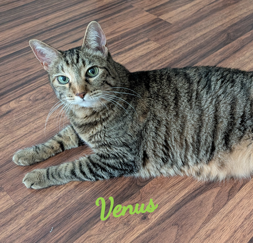Venus #green-eyed-goddess, a cat for adoption from HOMELESS & ORPHANED PETS ENDEAVOR
