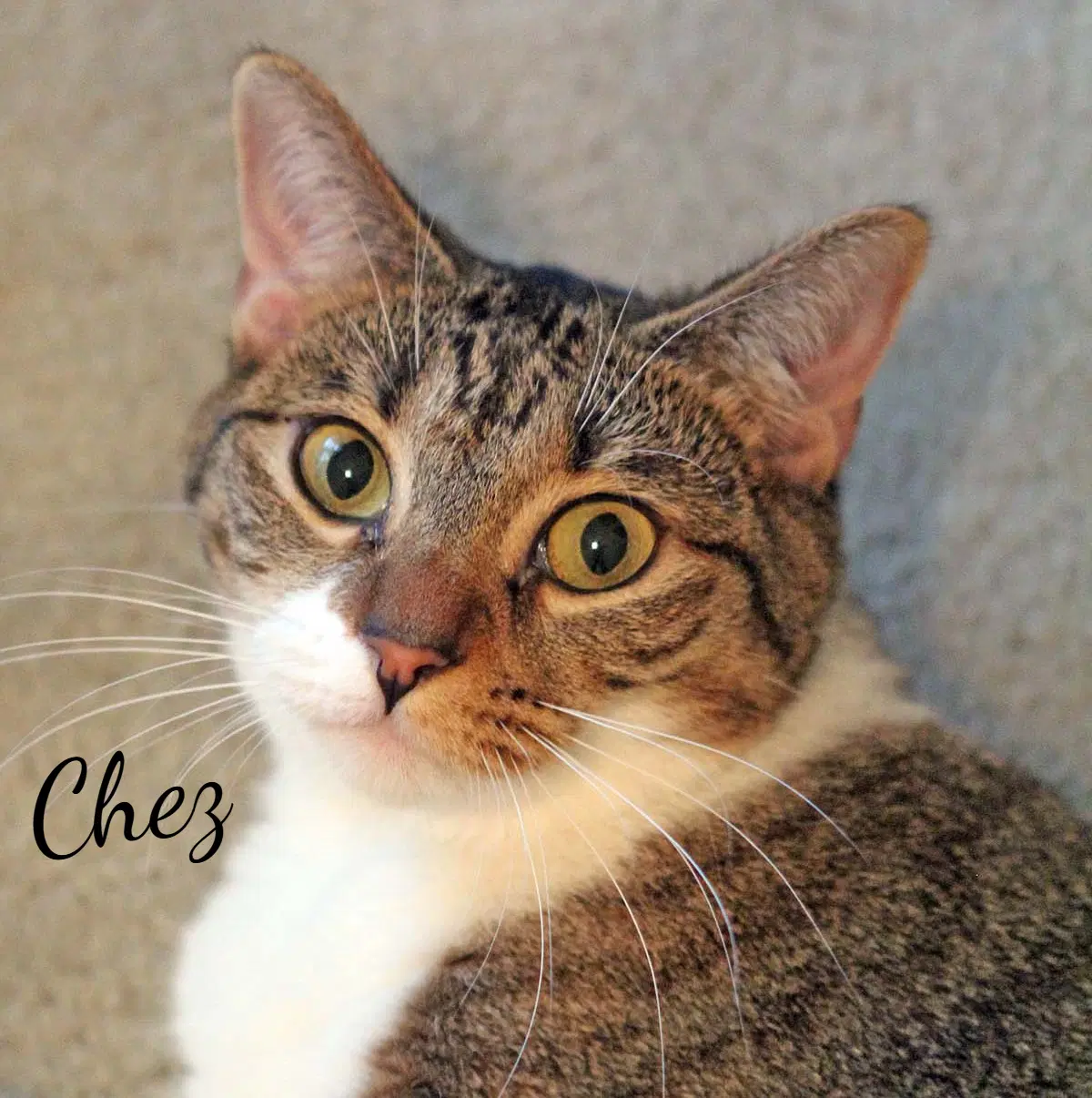 Chez Gentle-Soul - Tabby