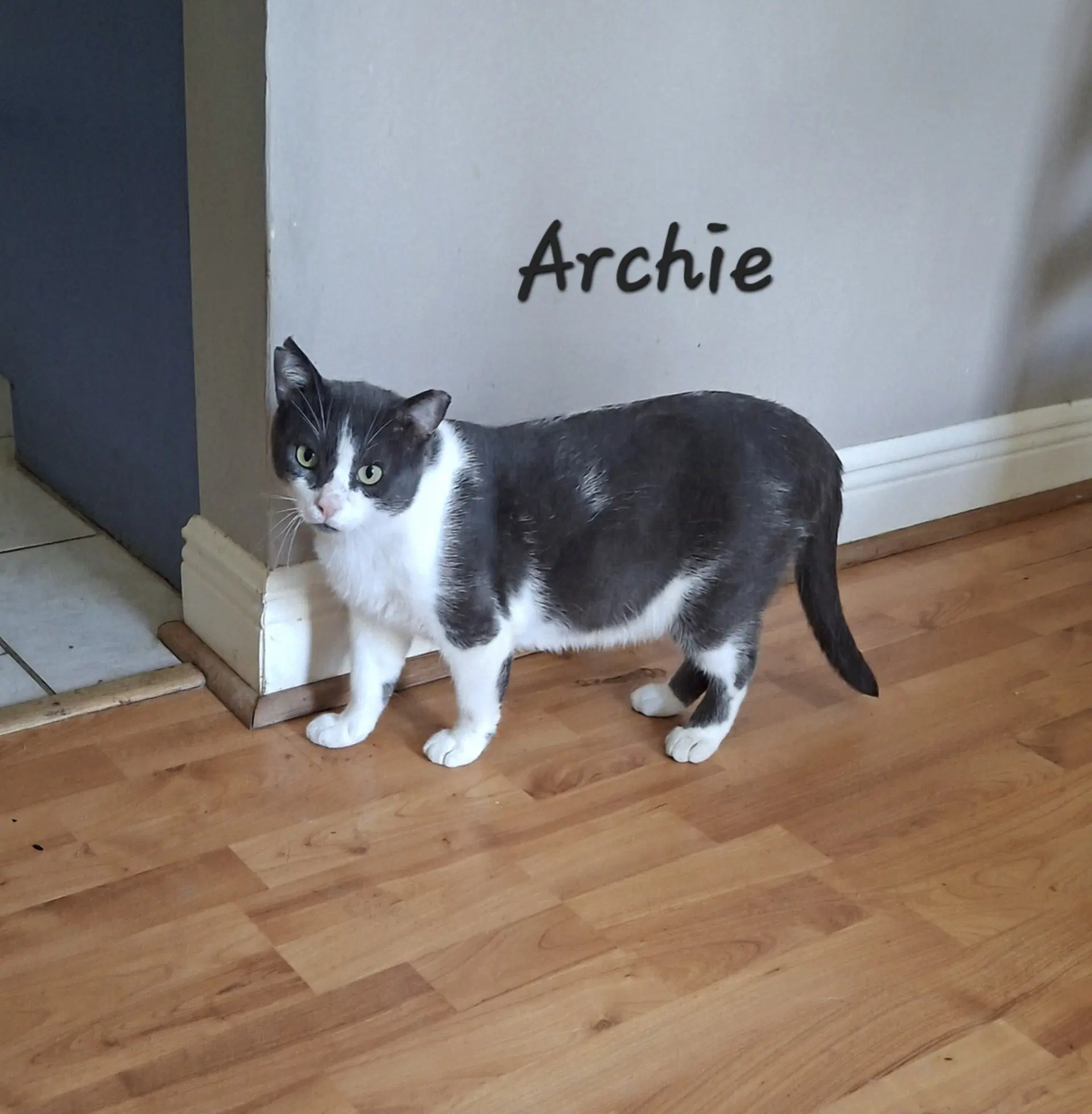 Archie Loveslaps - Domestic Short Hair