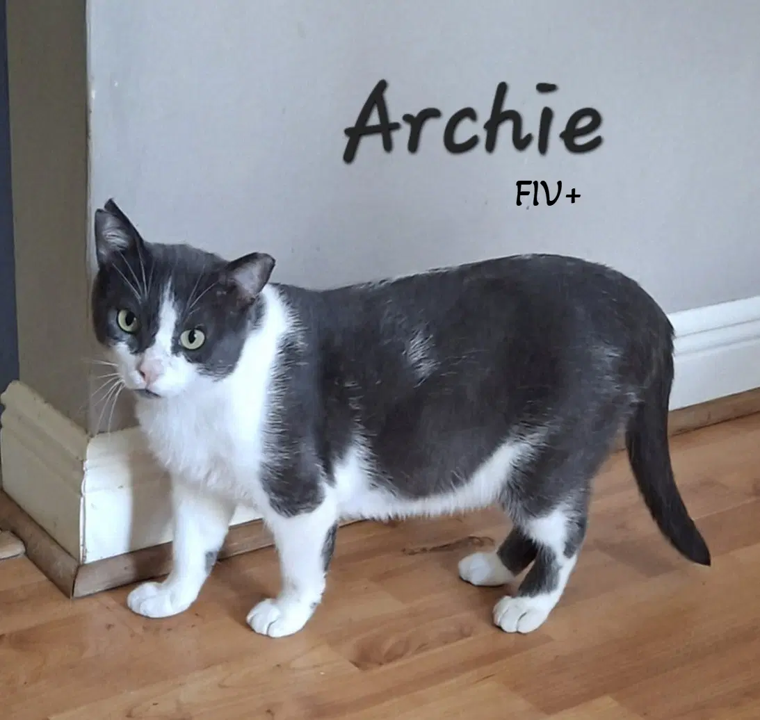 Archie Loveslaps - Tuxedo