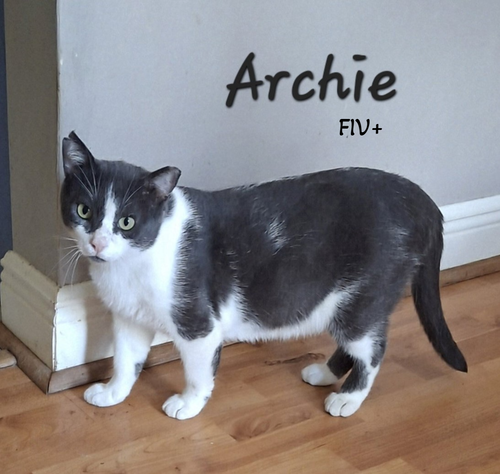 Archie #loves-laps, a cat for adoption from HOMELESS & ORPHANED PETS ENDEAVOR