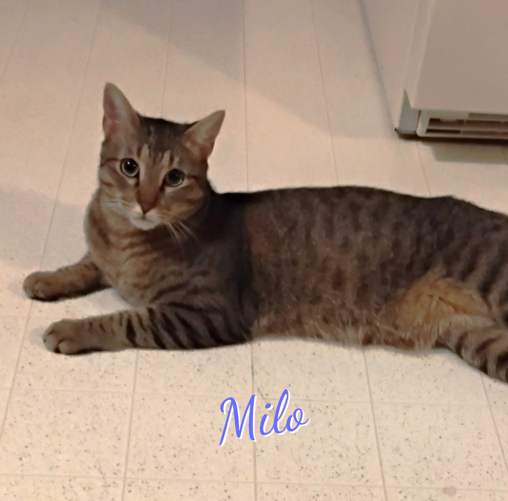 Milo Lovey-Dovery - Tabby