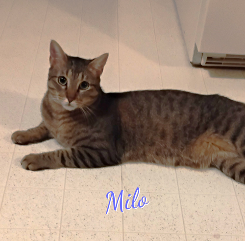 Milo #lovey-dovey, a cat for adoption from HOMELESS & ORPHANED PETS ENDEAVOR