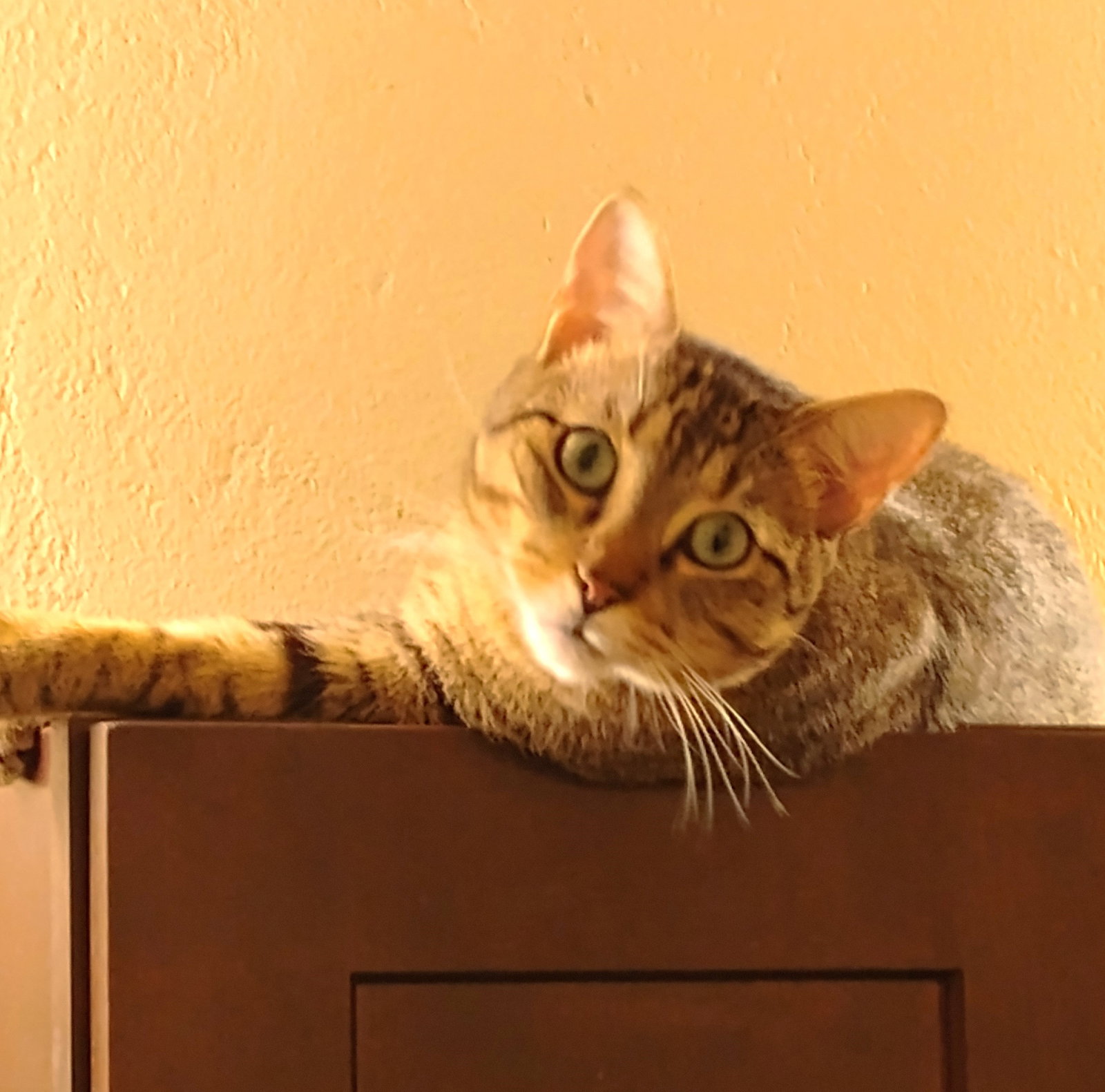 Milo #lovey-dovey, photo 2