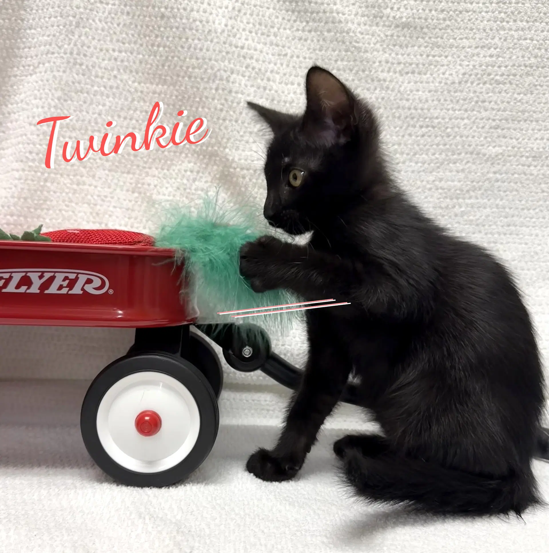 Twinkie Snack-Cake-Trio - Bombay