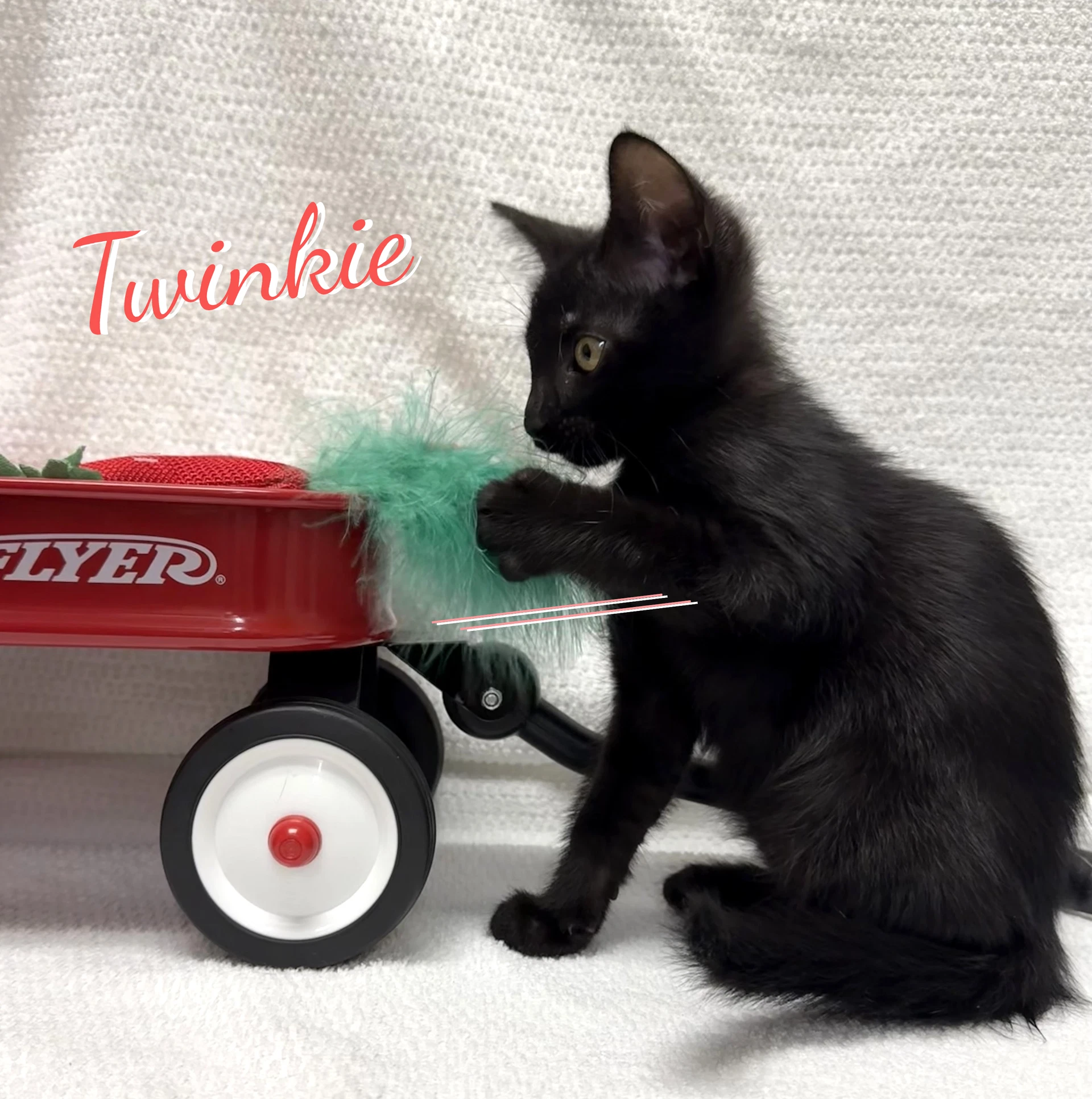 Twinkie Snack-Cake-Trio