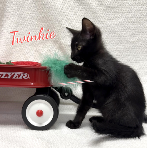 Twinkie #snack-cake-trio, a cat for adoption from HOMELESS & ORPHANED PETS ENDEAVOR