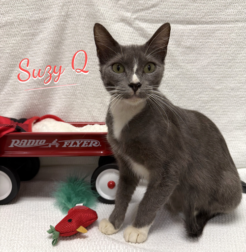 Suzy Q #snack-cake-trio, a cat for adoption from HOMELESS & ORPHANED PETS ENDEAVOR