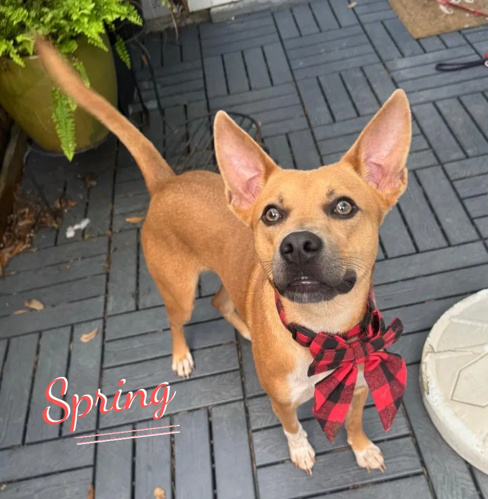 Spring Winsome-Personality - Carolina Dog