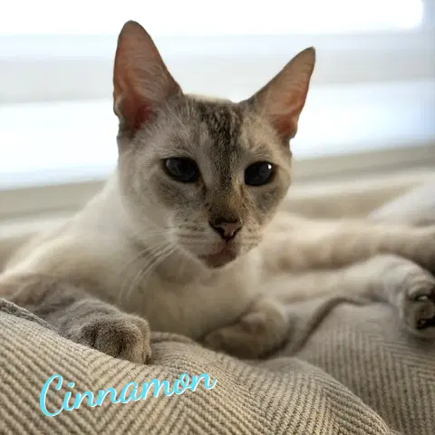 Cinnamon Super-Chill - Siamese