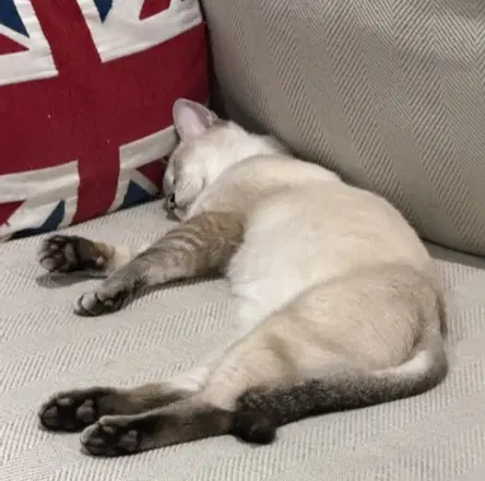 Cinnamon Super-Chill image 2