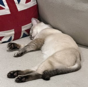 Cinnamon, photo 2