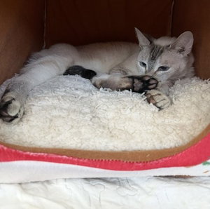 Cinnamon, photo 5