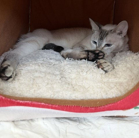 Photo 5 of Cinnamon #super-chill