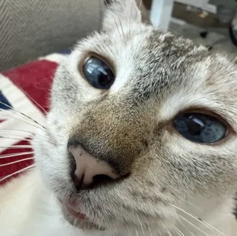 Cinnamon Super-Chill image 4