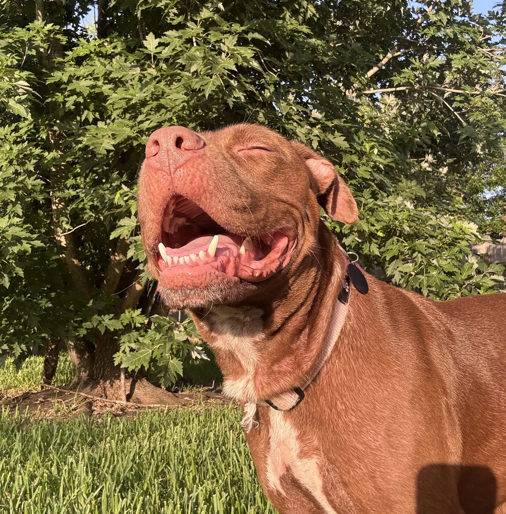 Hershey - American Pit Bull Terrier