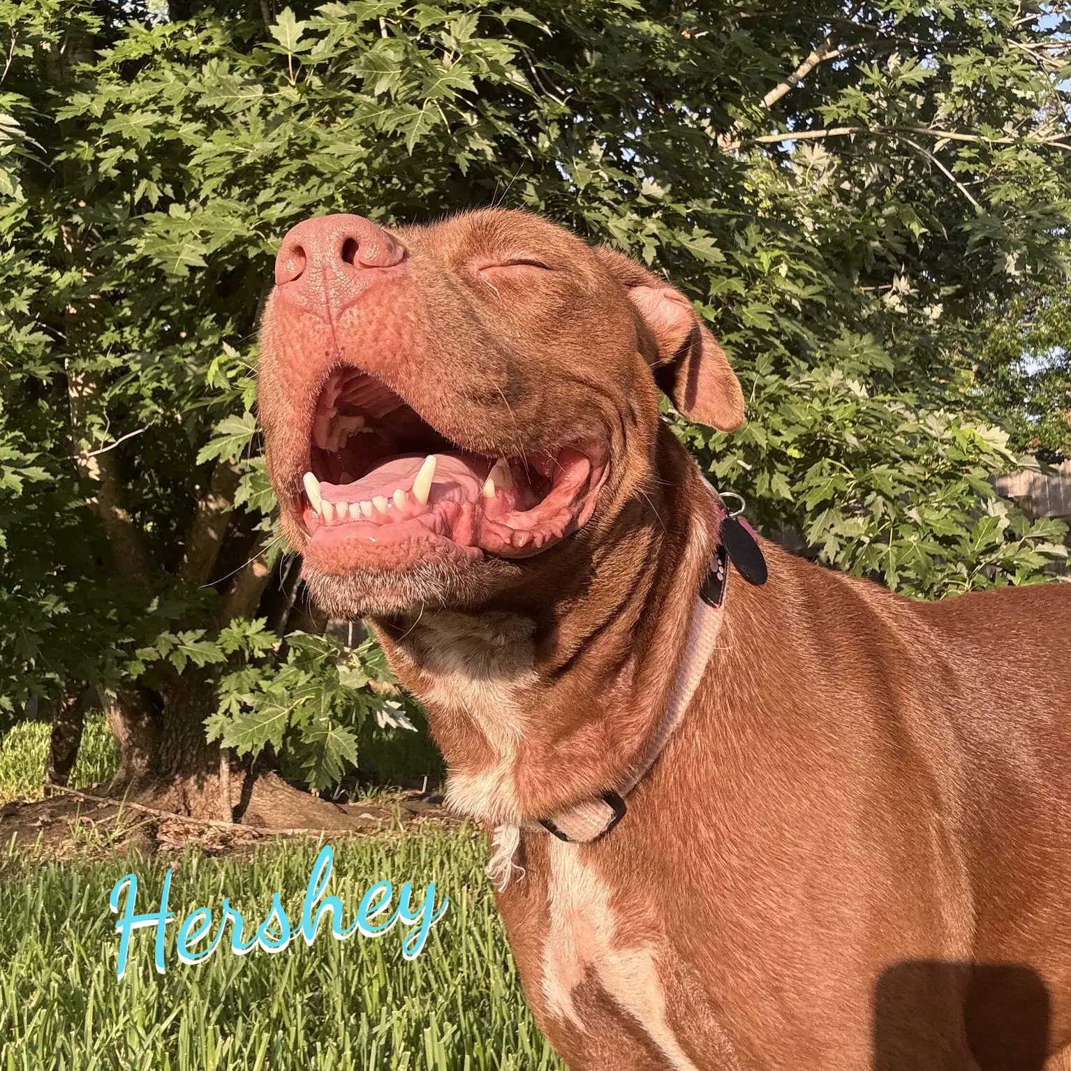 Hershey - American Staffordshire Terrier