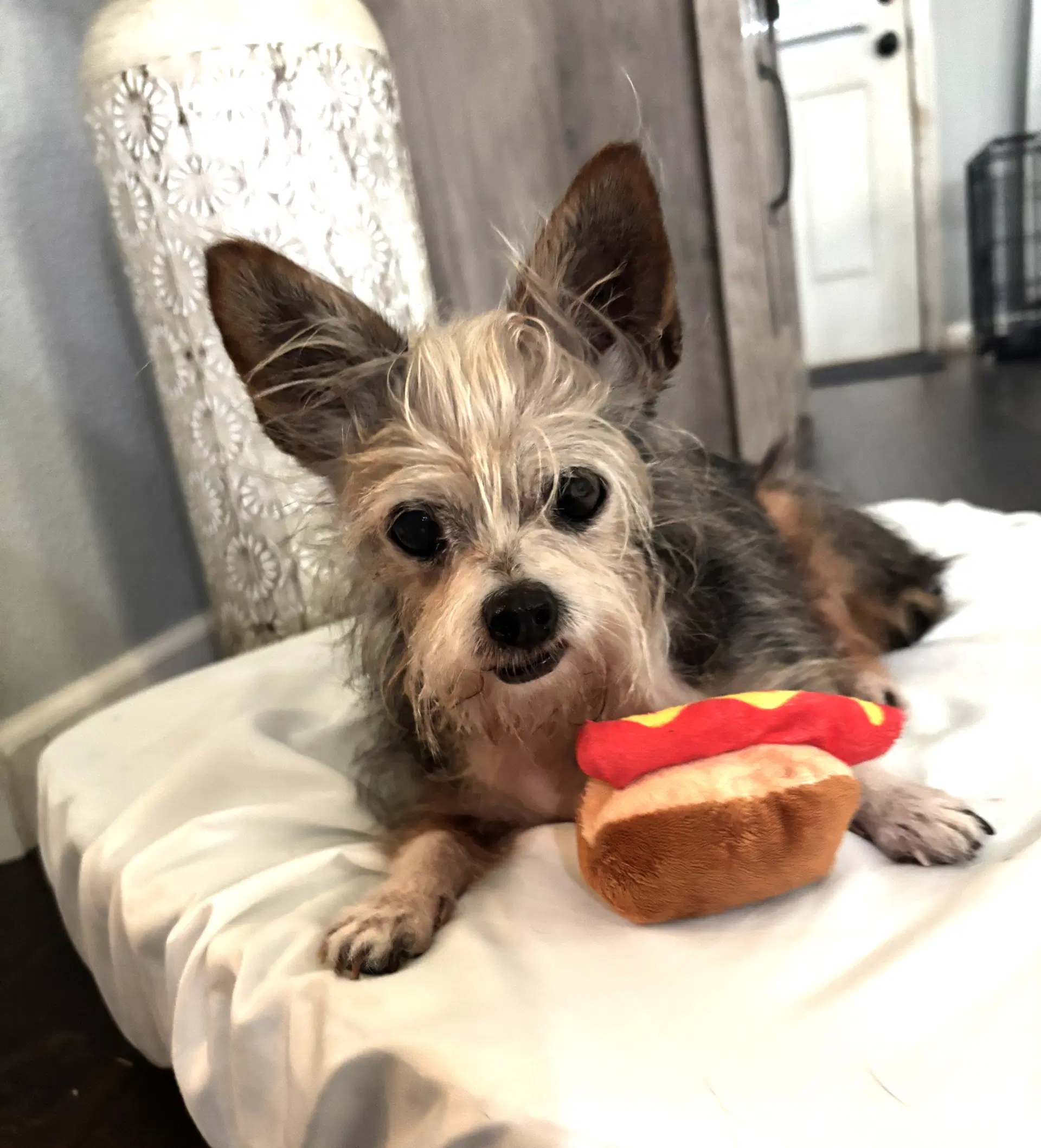 Hazel - Yorkshire Terrier Yorkie