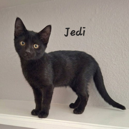 Jedi #tiny-shadow, a cat for adoption from HOMELESS & ORPHANED PETS ENDEAVOR