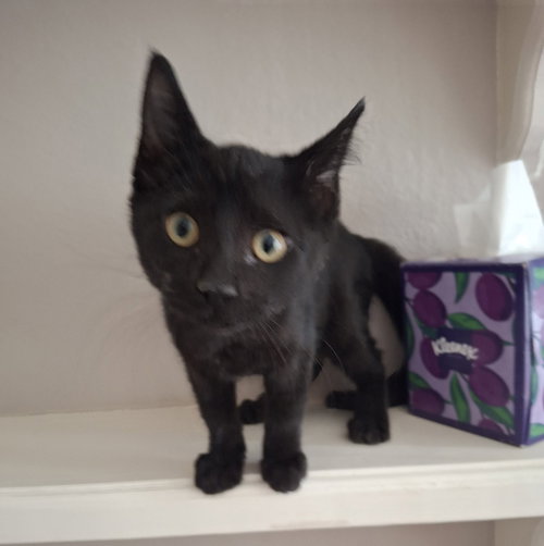 Photo 2 of Jedi #tiny-shadow