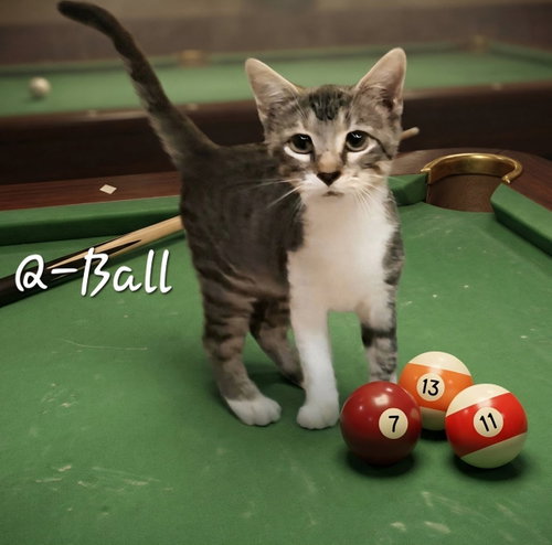 Q-Ball #the-speedster, a cat for adoption from HOMELESS & ORPHANED PETS ENDEAVOR