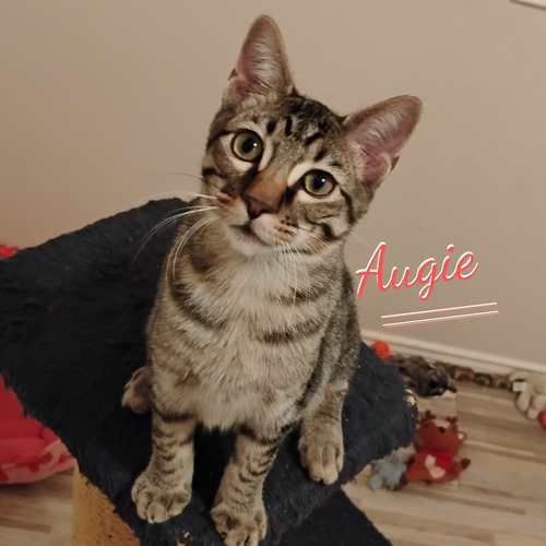 Augie #patio-posse, a cat for adoption from HOMELESS & ORPHANED PETS ENDEAVOR