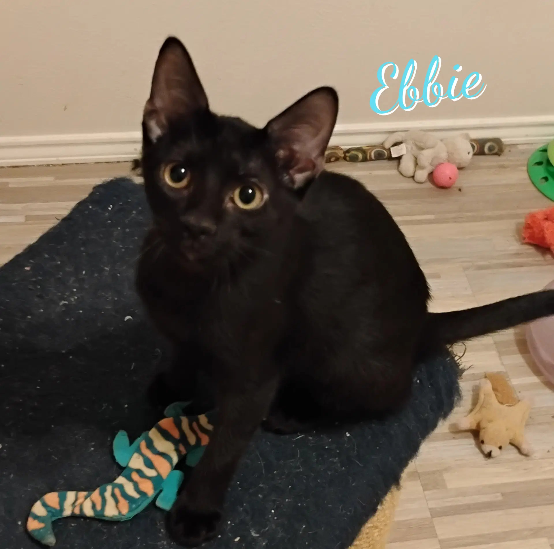 Ebbie Patio-Posse - Bombay