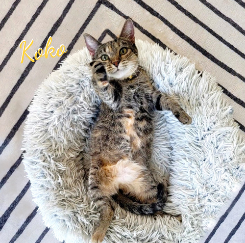 Koko #Krunch-koala, a cat for adoption from HOMELESS & ORPHANED PETS ENDEAVOR