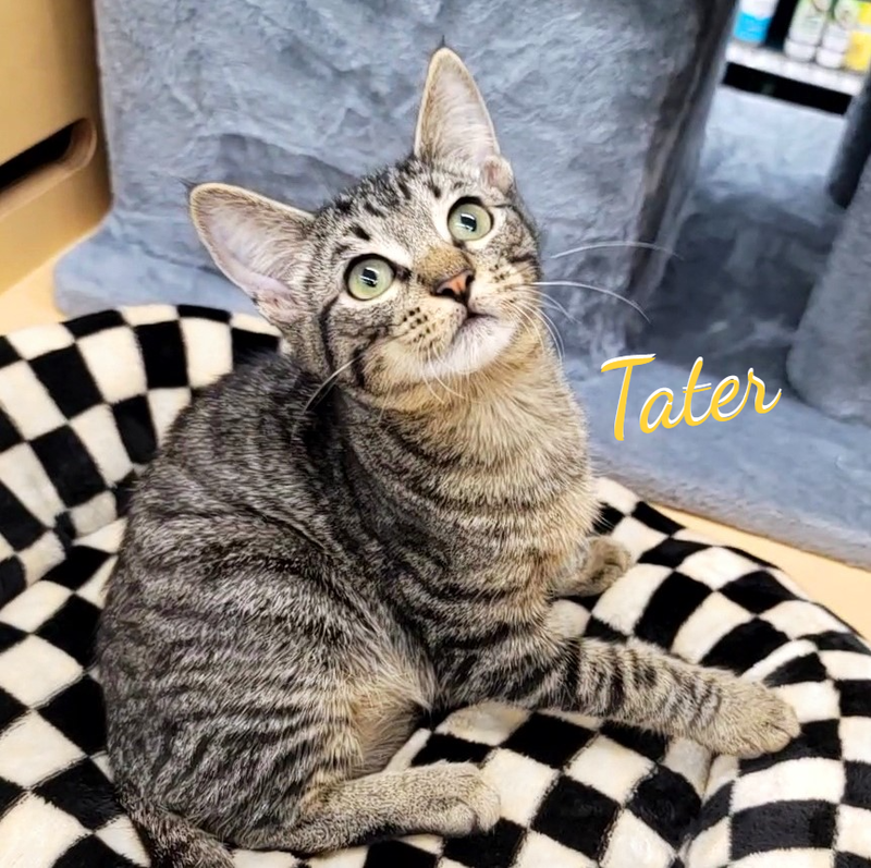 Tater #fried-spud-litter, a male Tabby kitten up for adoption