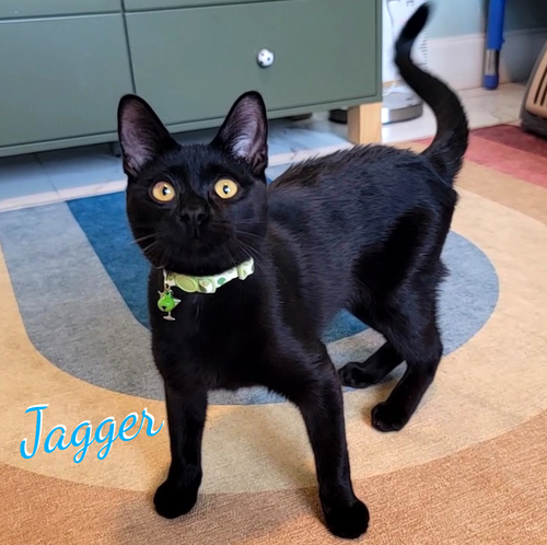 Jagger #rock-n-roll-charmer, a cat for adoption from HOMELESS & ORPHANED PETS ENDEAVOR
