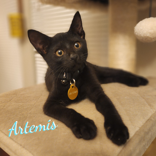 Artemis #copper-penny-eyes, a cat for adoption from HOMELESS & ORPHANED PETS ENDEAVOR